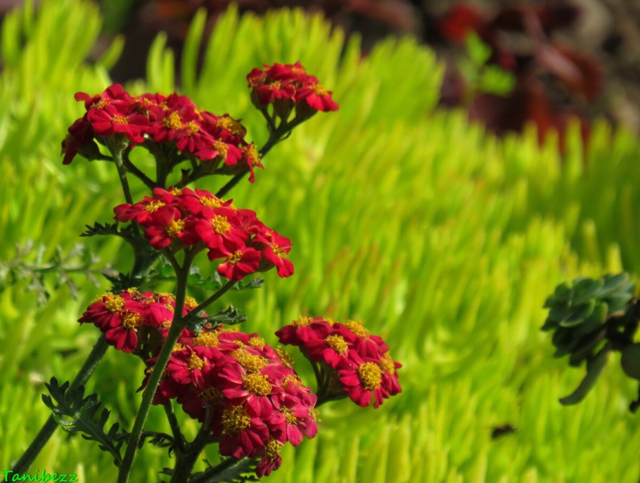 Тысячелистник обыкновенный (Achillea millefolium Red Velvet