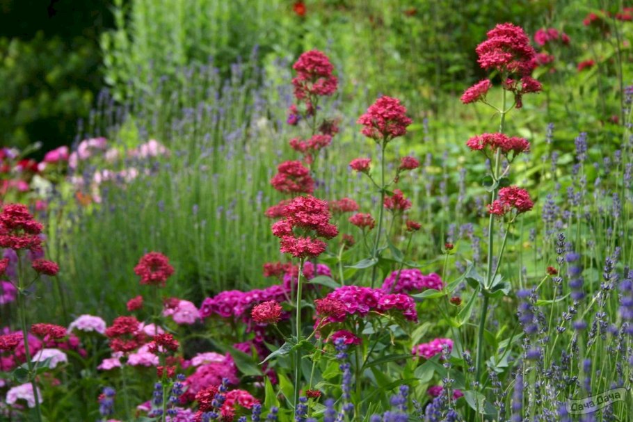 Тысячелистник Achillea "Red Velvet"