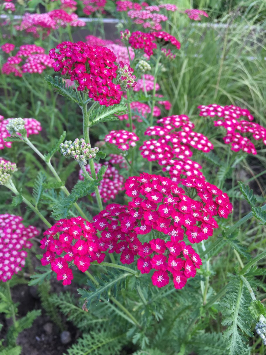 Тысячелистник саммер Беррис