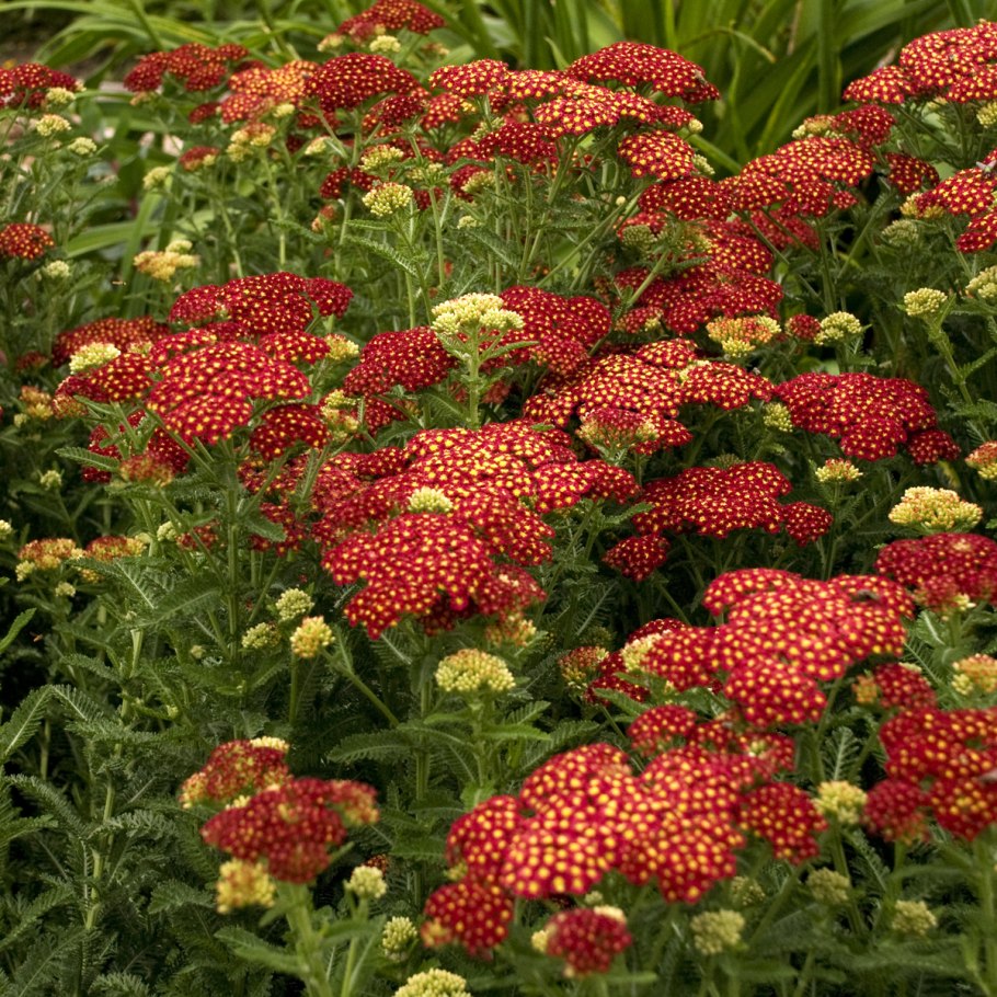 Тысячелистник Achillea millefolium Red Velvet
