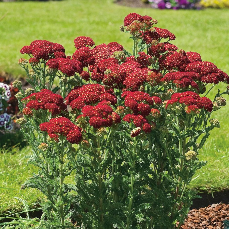 Тысячелистник саммер вайн