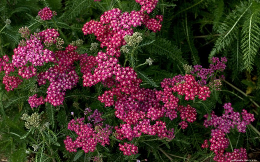 Тысячелистник саммер пастель