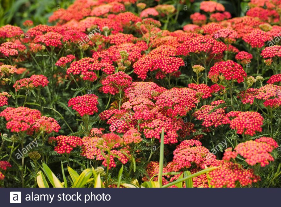 Тысячелистник Миллефолиум паприка