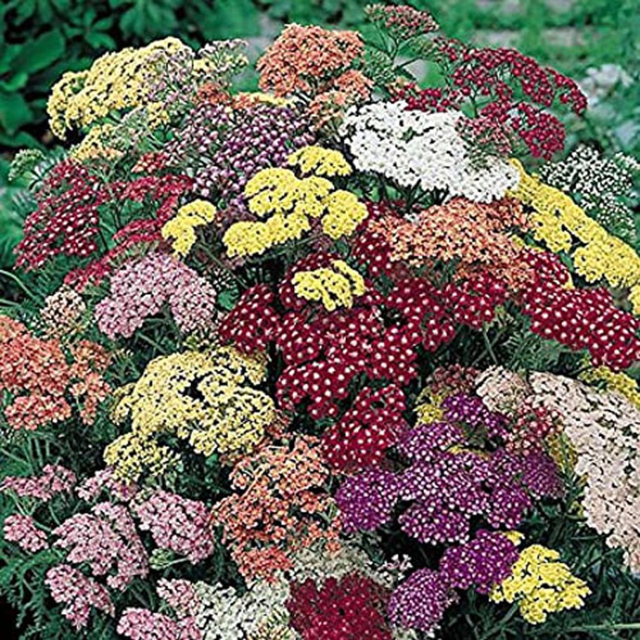 Тысячелистник Achillea 'Laura'