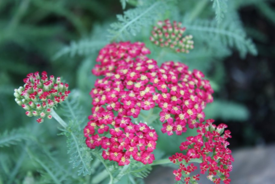 Тысячелистник пурпурный