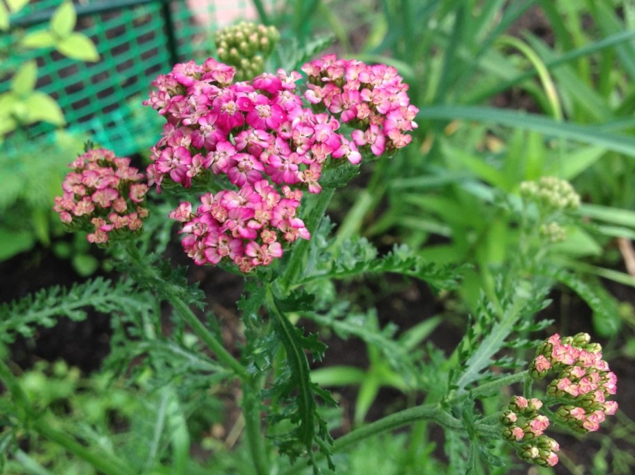 Тысячелистник Ахиллея