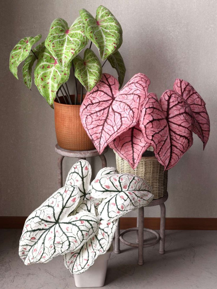 Caladium Kelly/каладиум Келли
