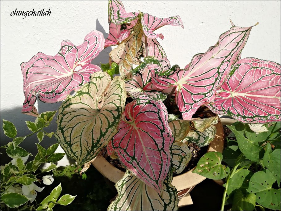 Каладиум Cherry Tart