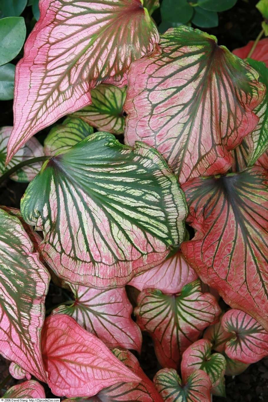 Каладиум биколор