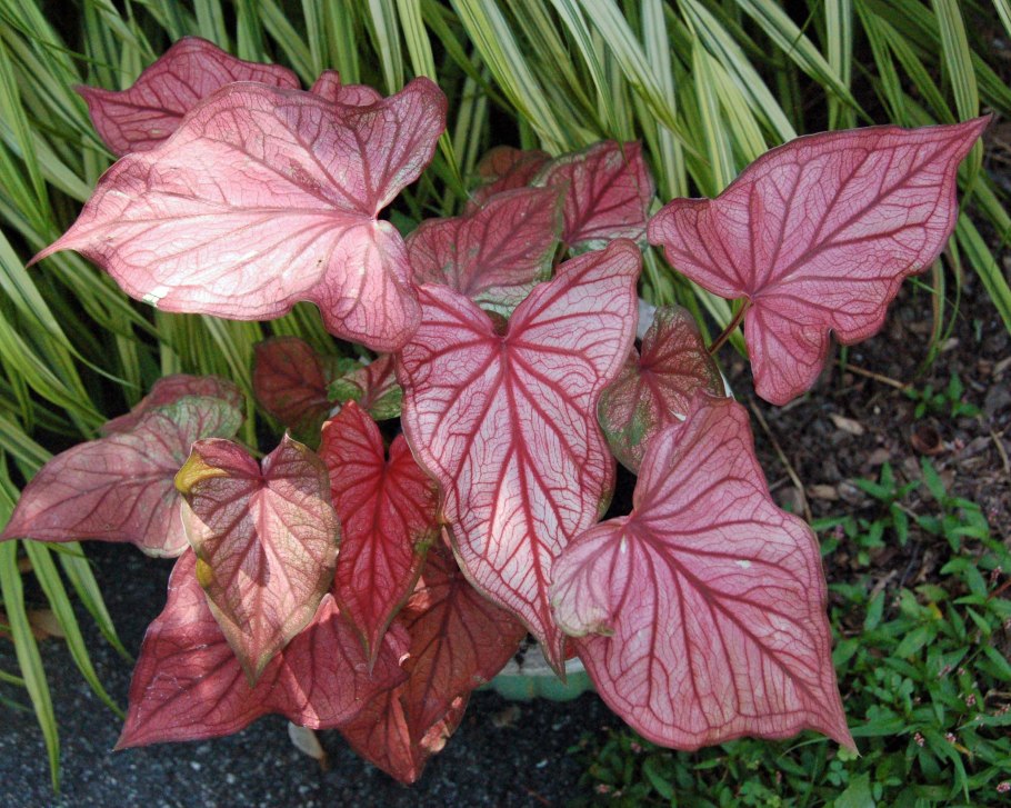 Каладиум Desert Sunset