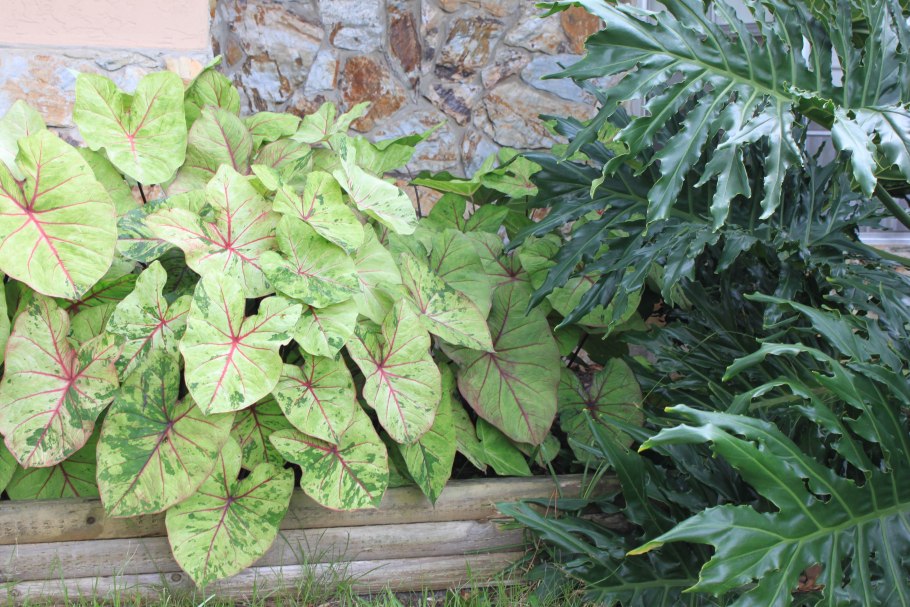 Buck Caladium Bulb