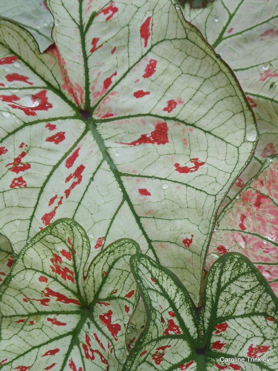 Каладиум Келли