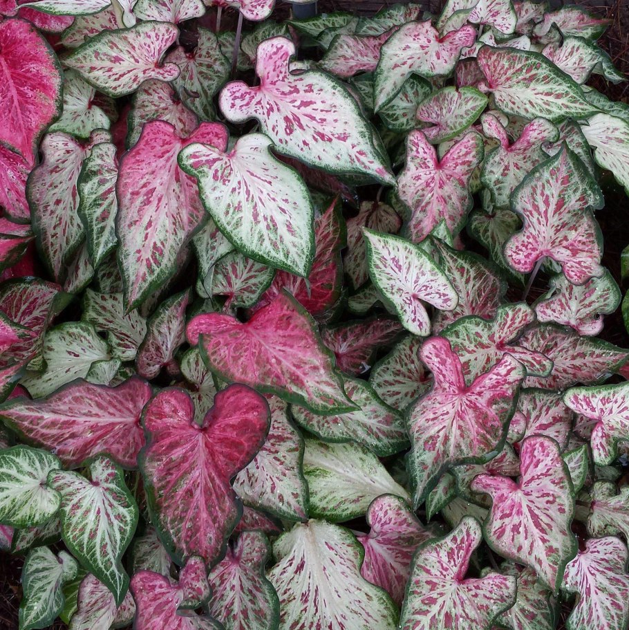 Каладиум Blaze