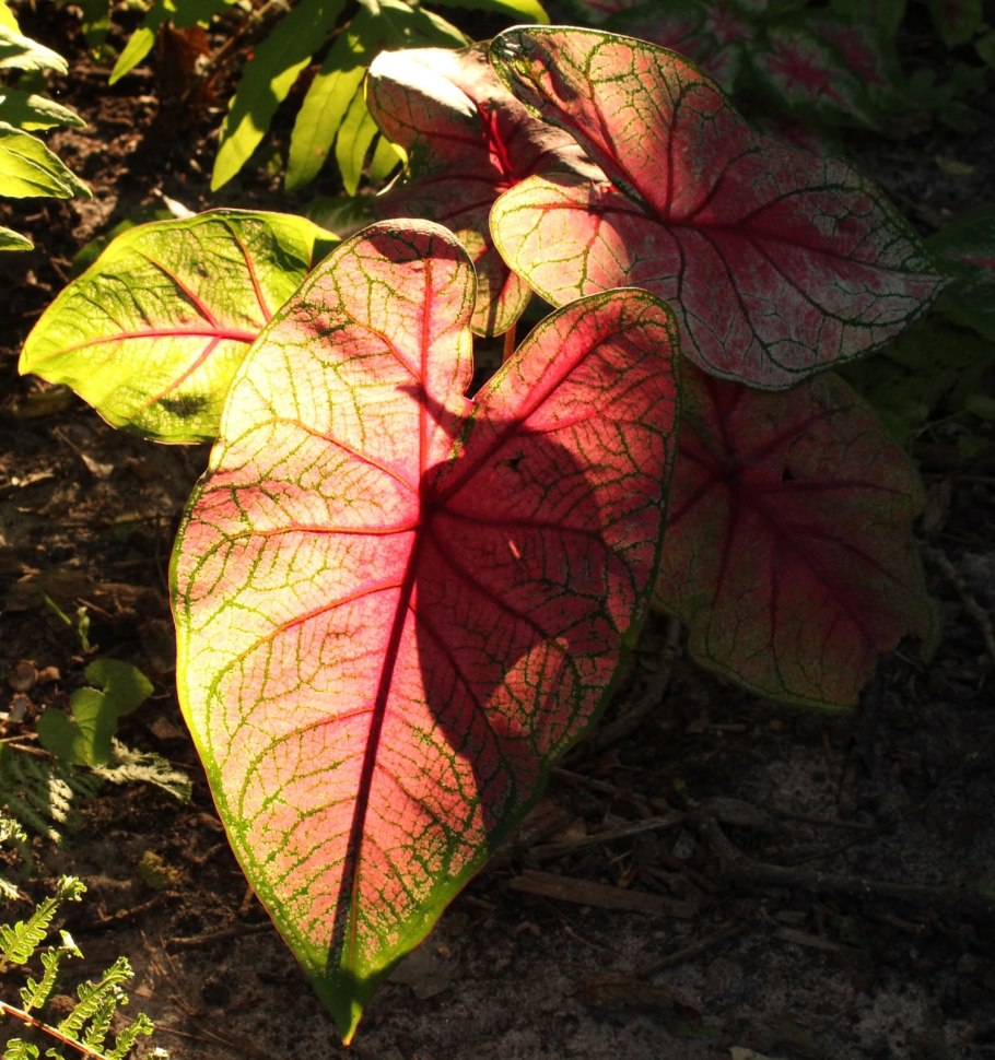 Каладиум черри тарт