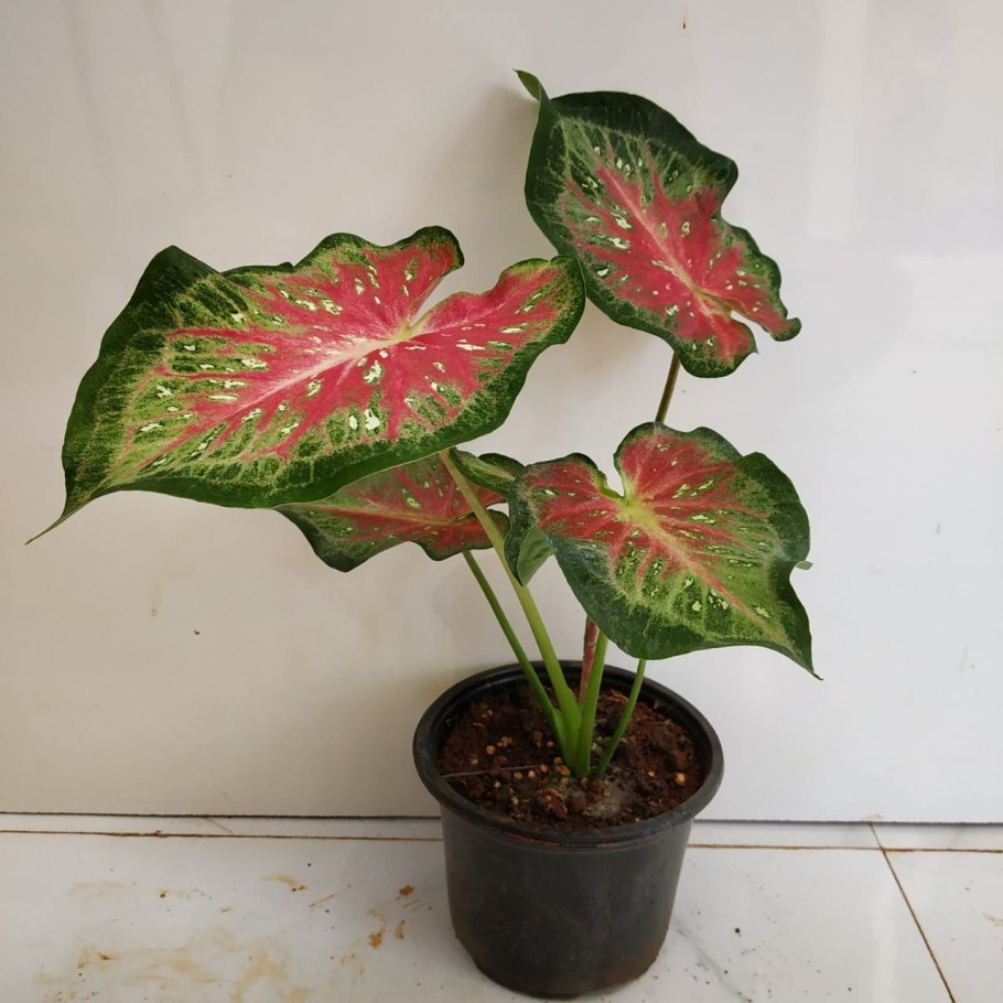 Каладиум Pink blush