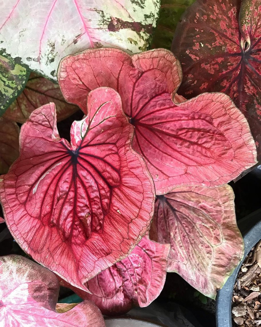 Каладиум Pearl blush