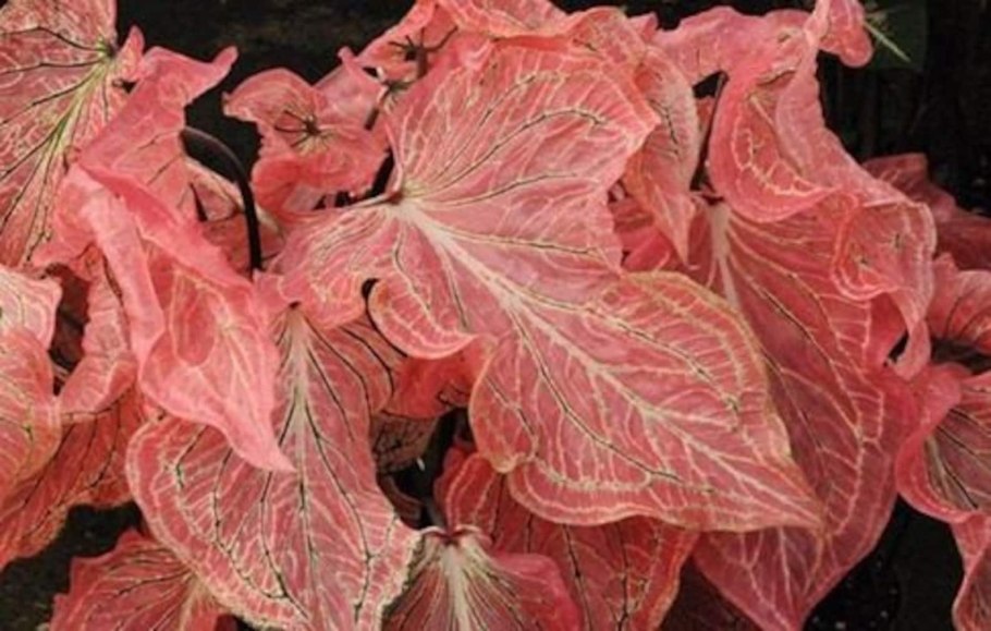 Каладиум Пинк Симфони