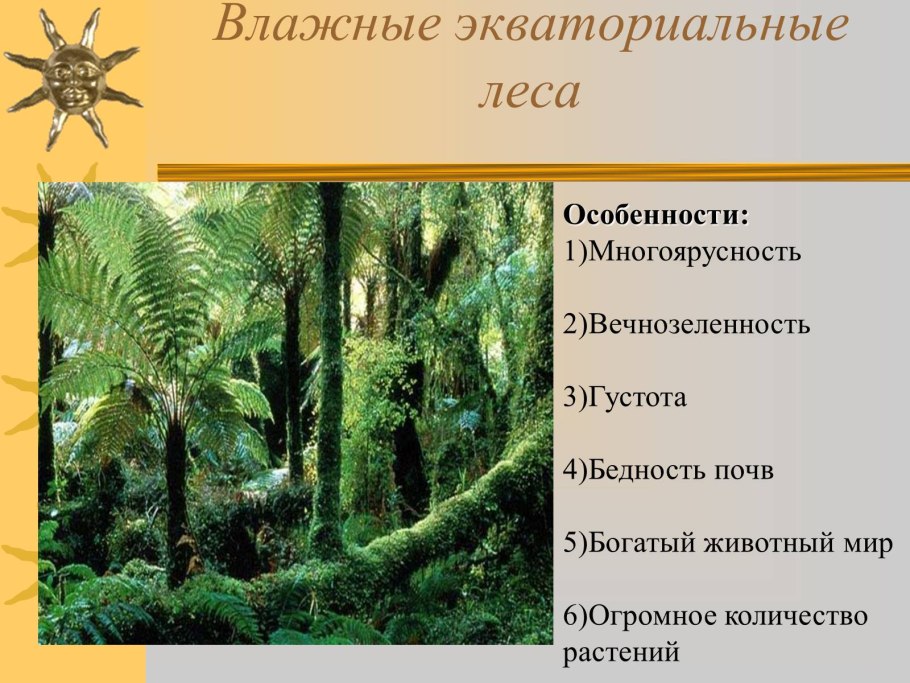 Растения тропических лесов амазонки