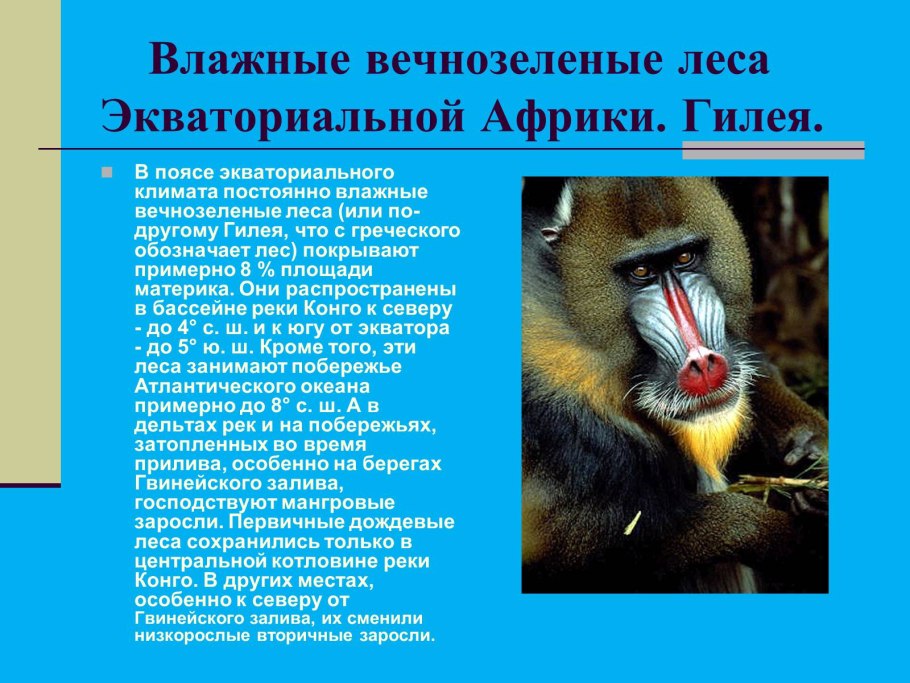 Влажный экваториальный лес Африки