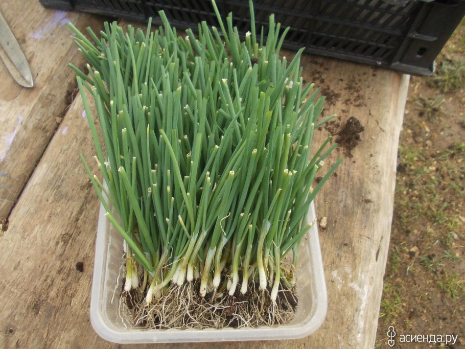 Лук-порей (Leek).