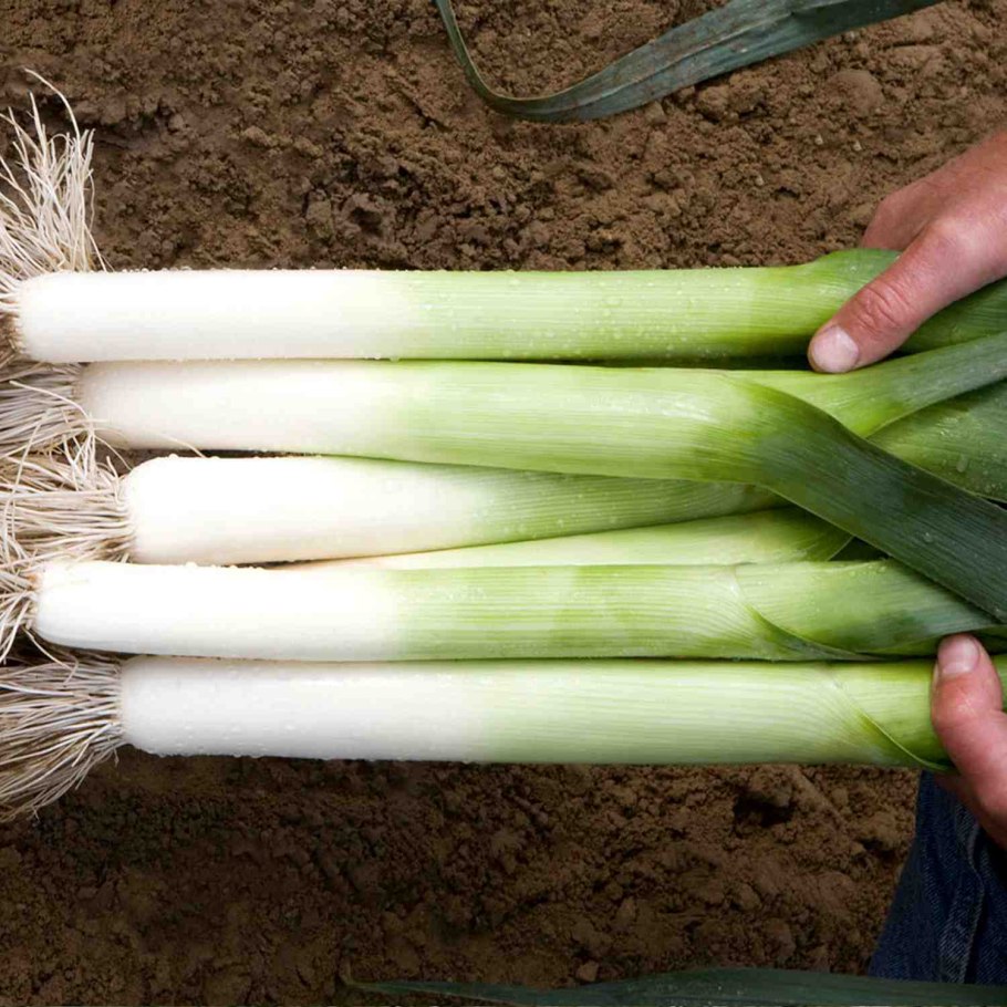 Семена лук порей танго