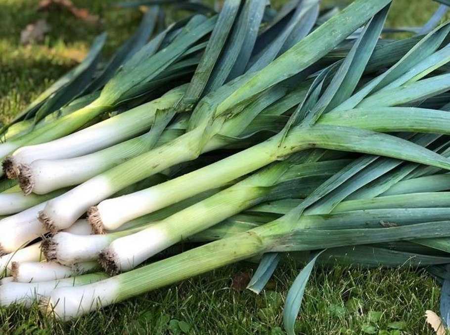 Лук порей 2021