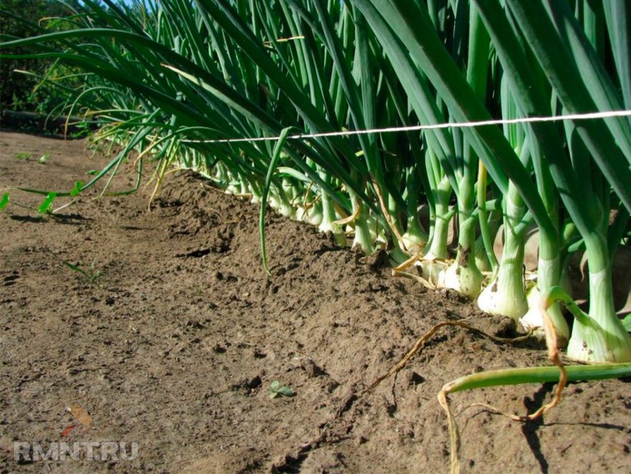 Лук порей на грядке