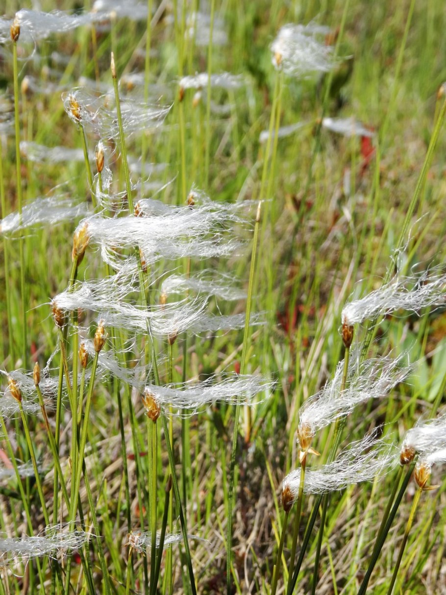 Пушица растение Болотное
