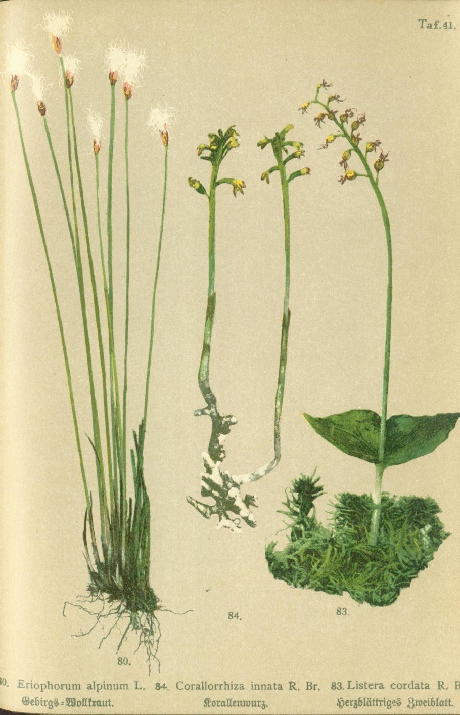 Пушица Шейхцера (Eriophorum scheuchzeri)
