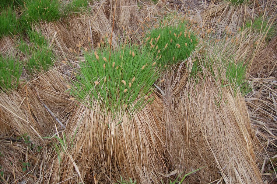 Пушица (Eriophorum)