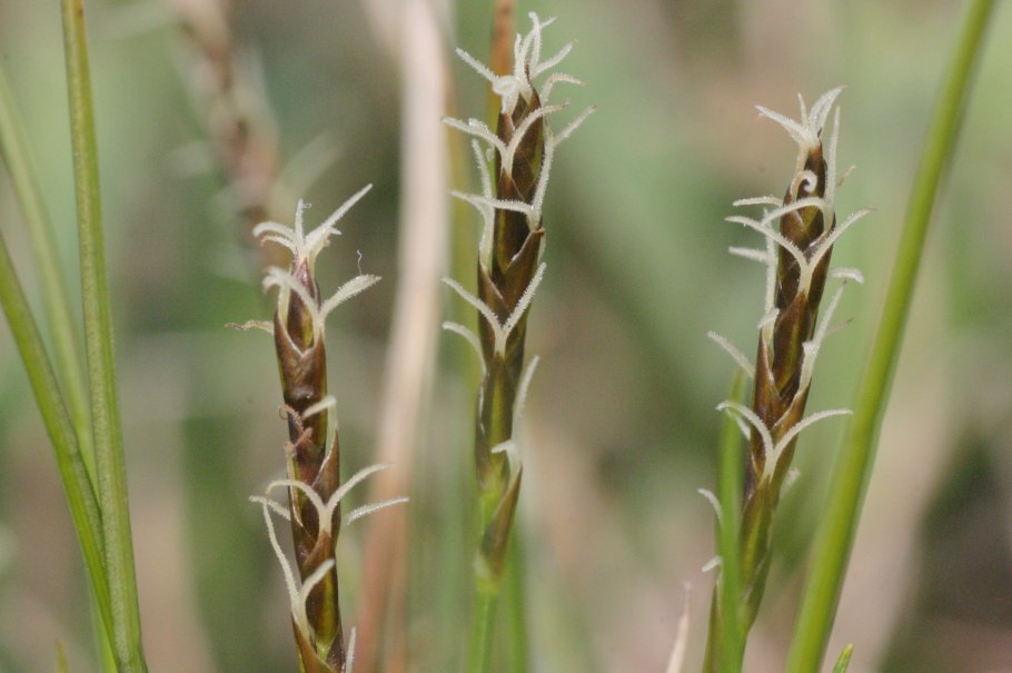 Пушица плод