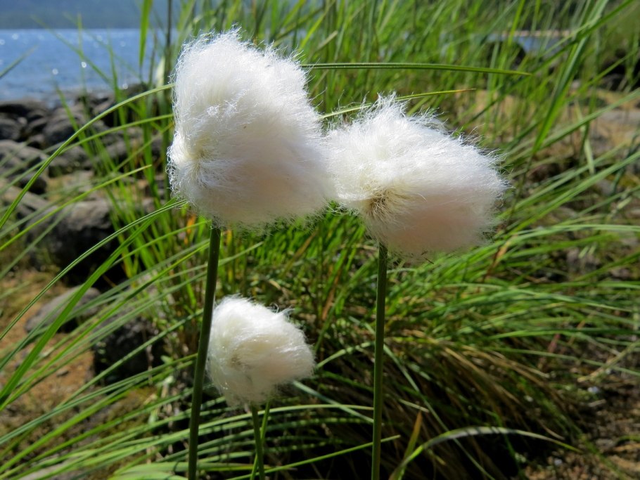 Пушица влагалищная