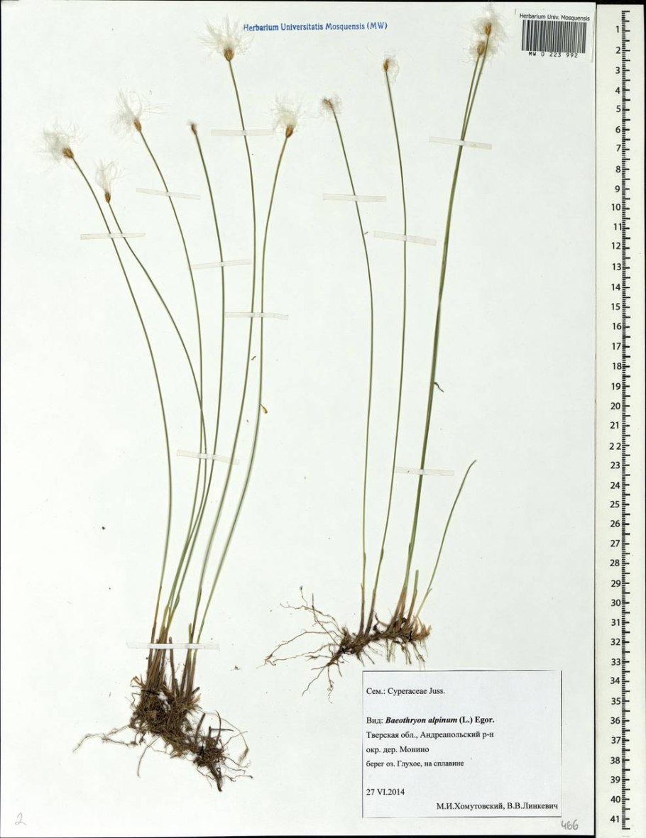 Пухонос Альпийский в медицине
