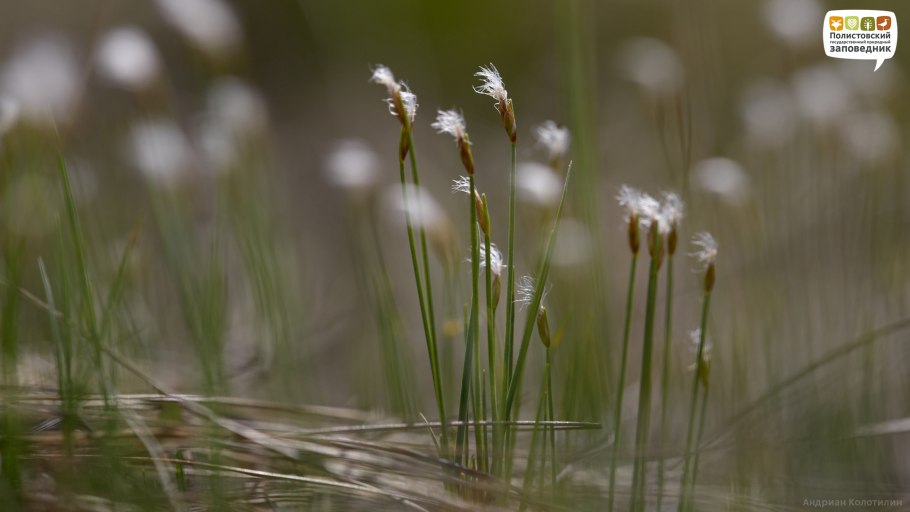 Пушица Болотная