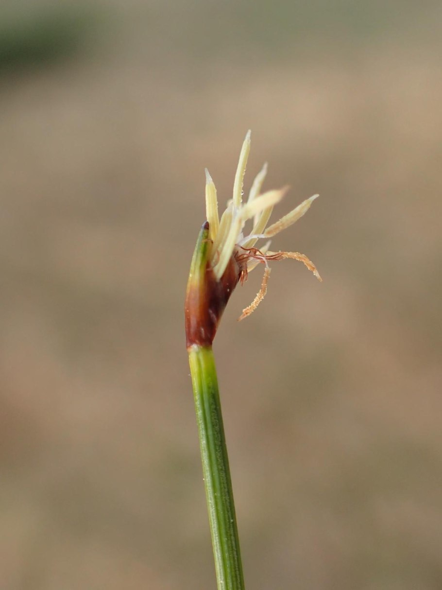 Осока пушица