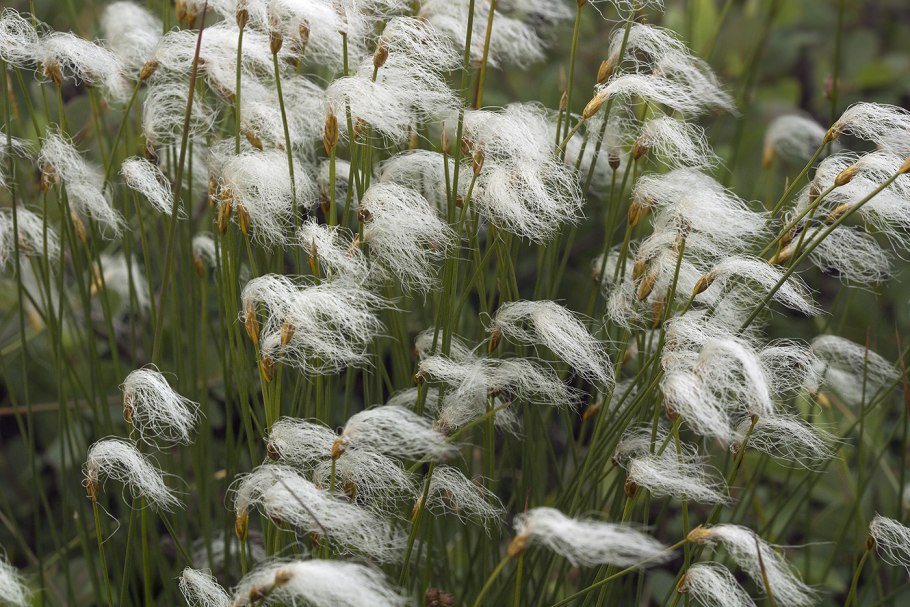 Пухонос одноцветковый