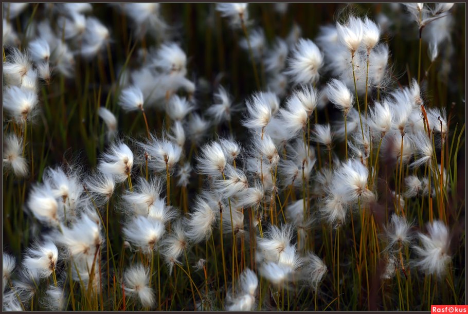 Пушица стройная