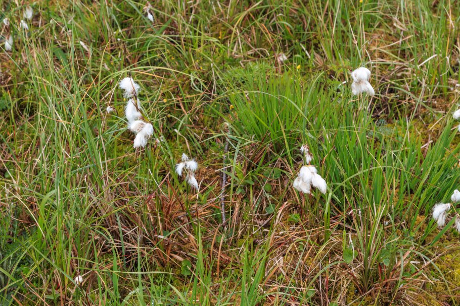 Пушица влагалищная