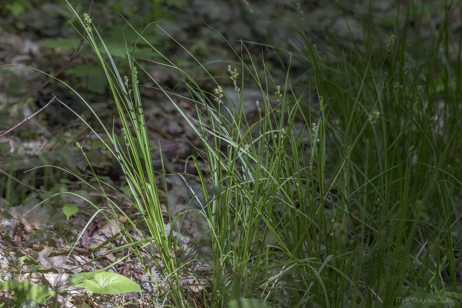 Пухонос приземистый