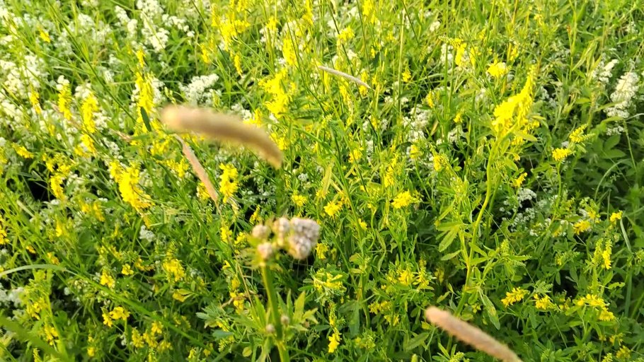 Медоносы августа