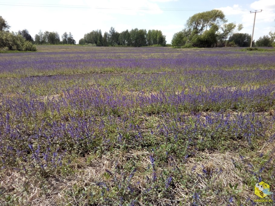 Медоносы Западной Сибири