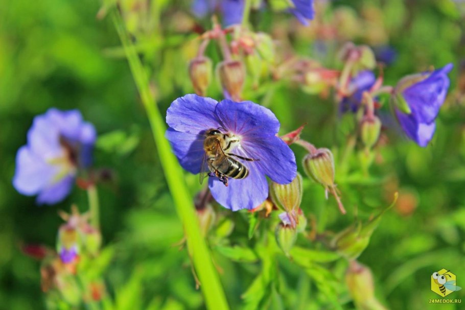 Луговые медоносы