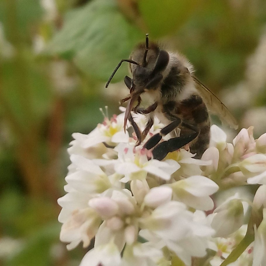 Гречиха медонос