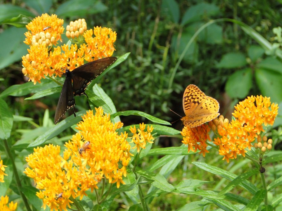 Зяблик растение медоносное