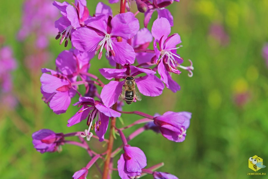 Кипрей узколистный пчелы