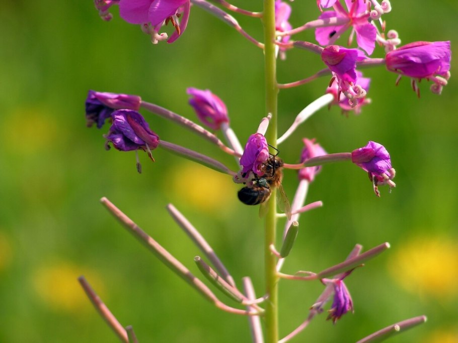 Медонос Иван чай кипрей