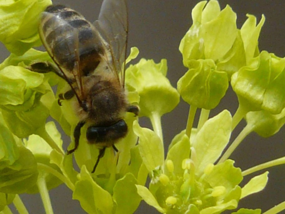 Липа медонос