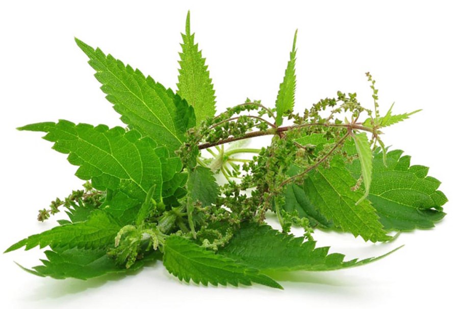 Крапива стилизация