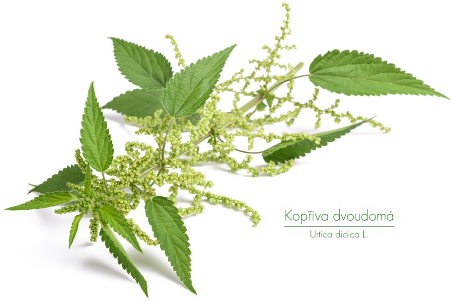 Крапива двудомная корень