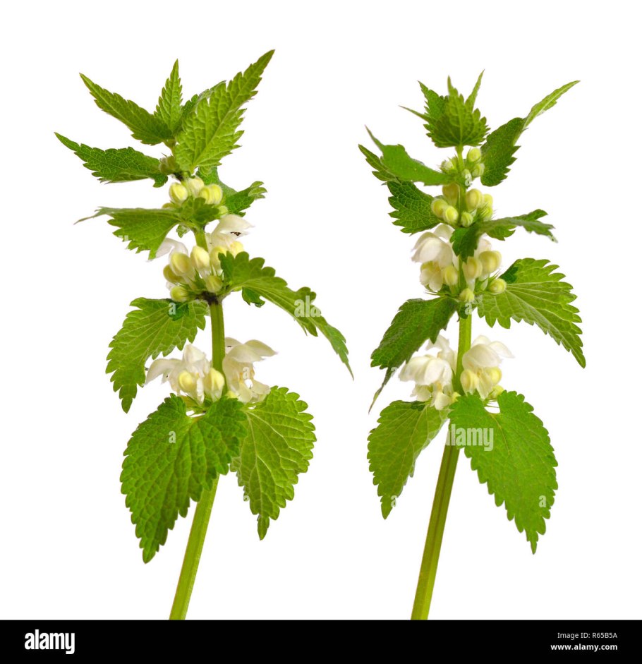 Крапива Северная